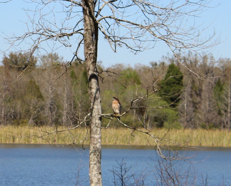 red-shoulder hawk