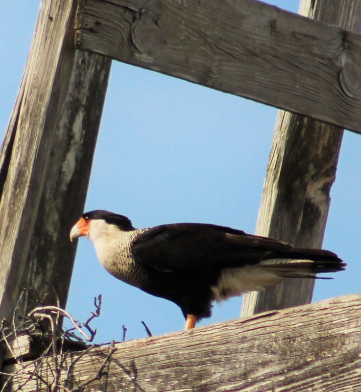 Crested Caracara on their nesting site