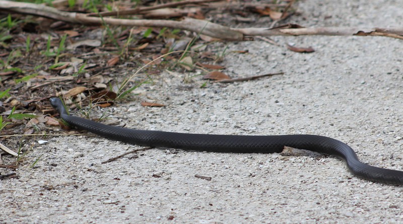 black racer about 3 ft long 