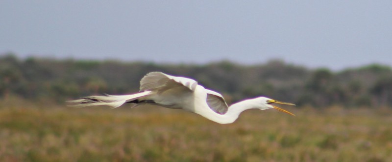 white egret squaking 