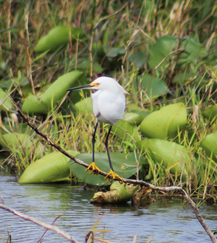 snowy egret with mating plumage, note the yellow feet.