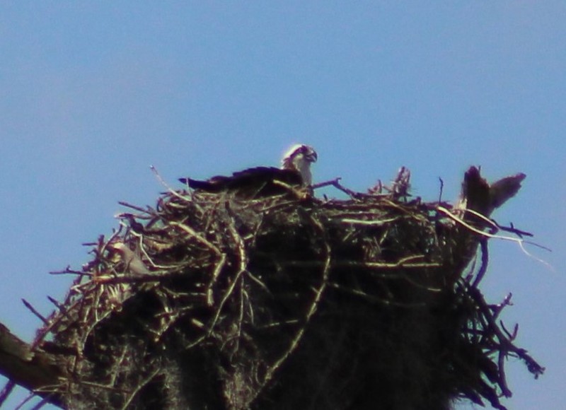 another nest