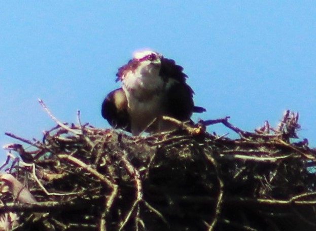 mother Osprey guarding the nest