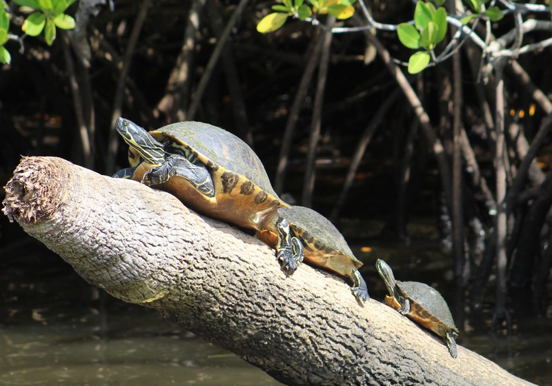turtles sunning
