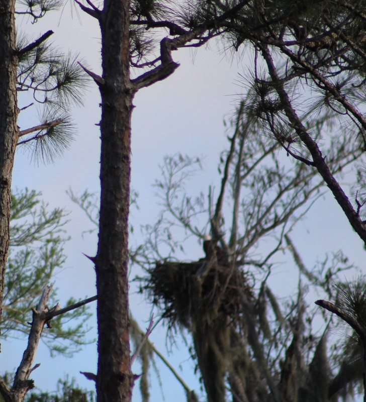 eagle nest with Mom watching