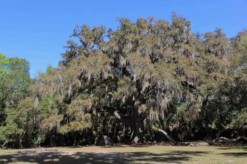 400 yr old oak