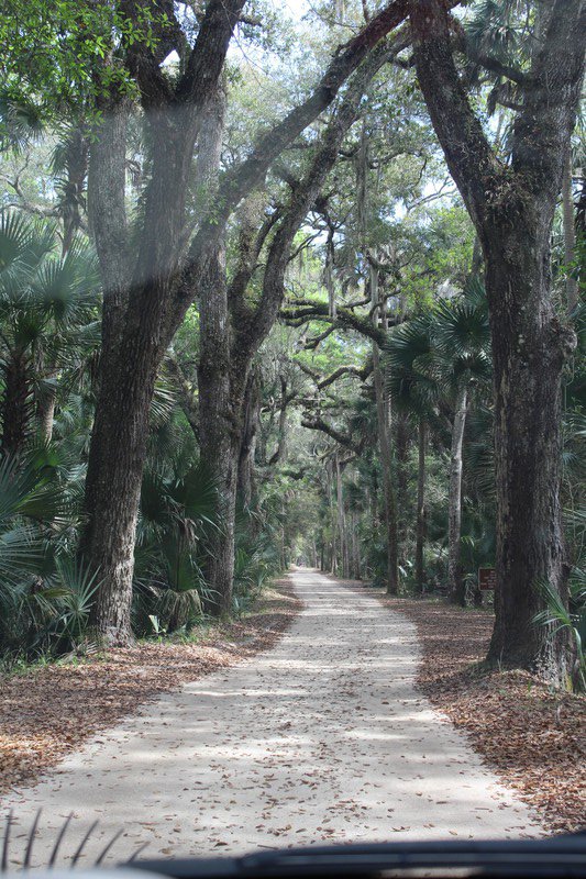 the lane going into the plantation