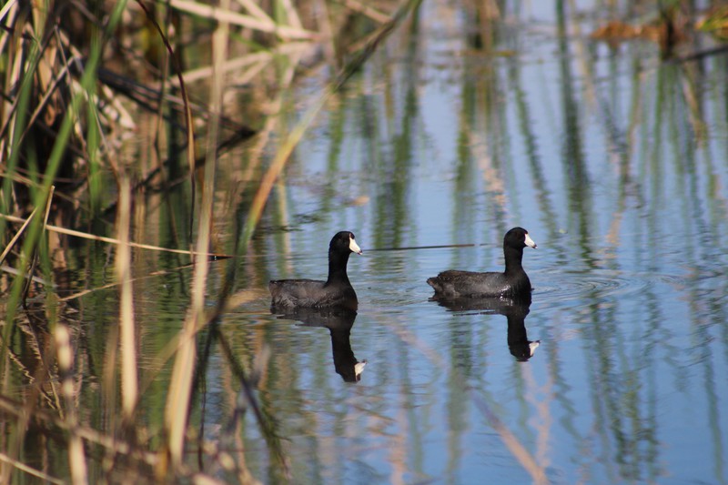 pair of coots