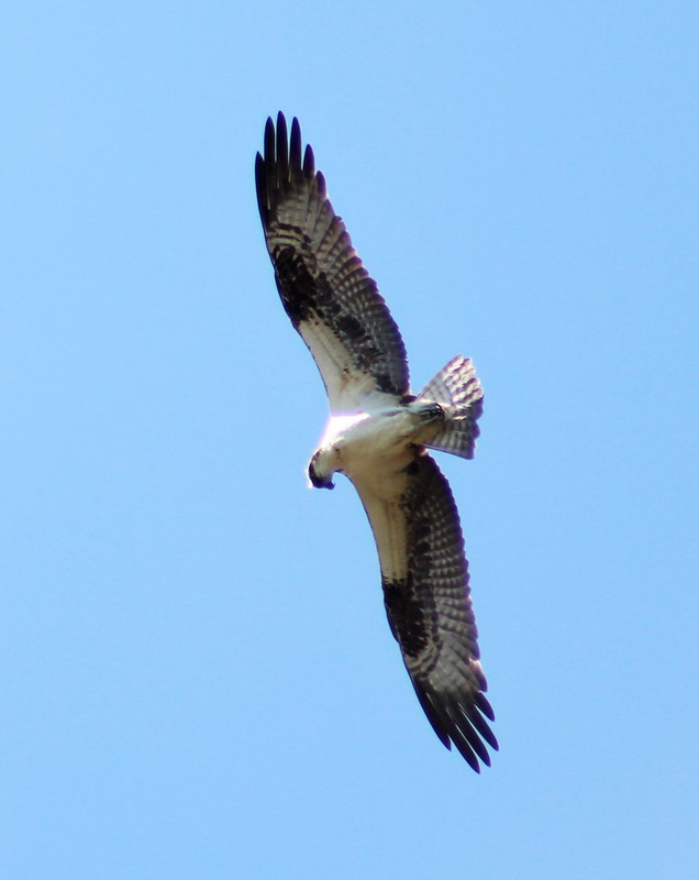 had to capture another Osprey