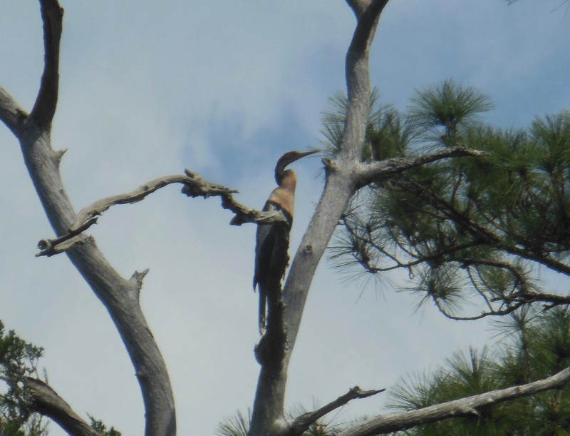anhinga perched in the tree