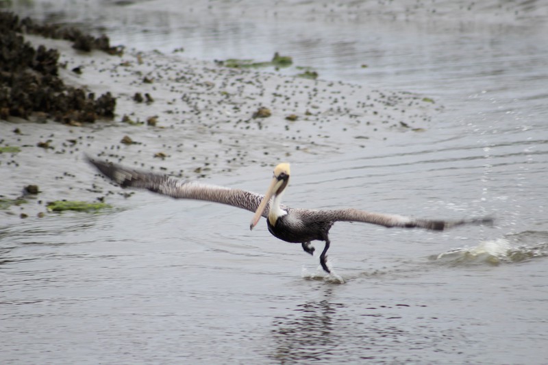 pelican taking off
