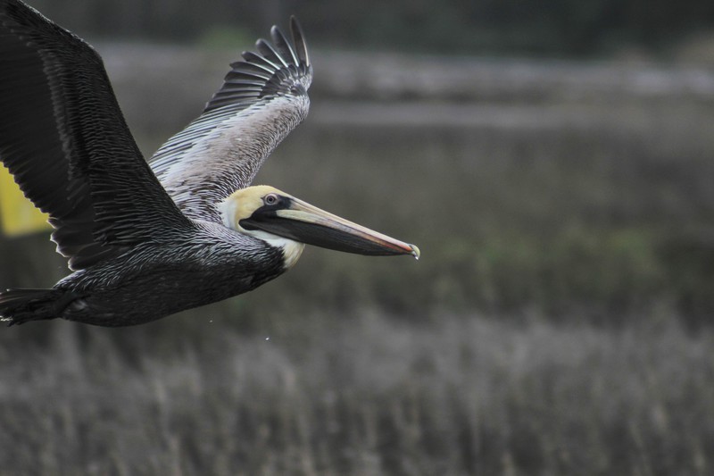 pelican fly by