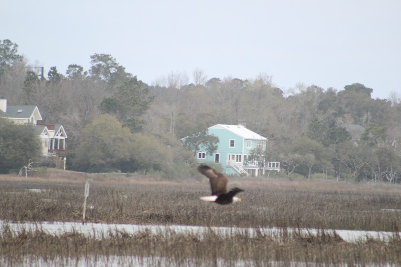 bald eagle fly-by