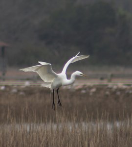 great white egret