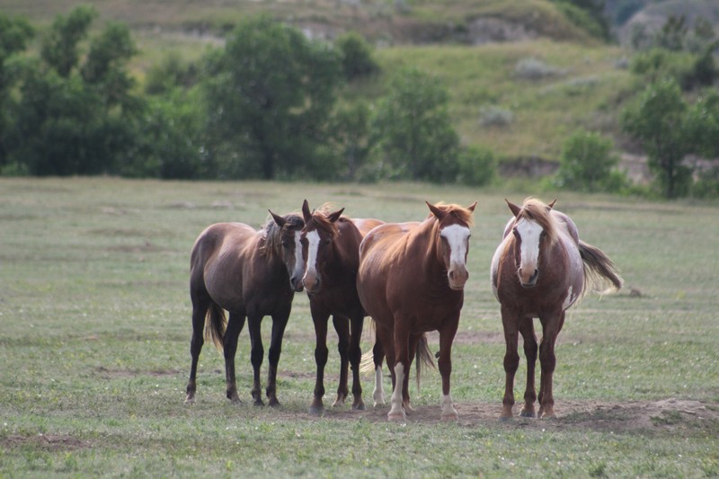 for wild horses they look pretty good