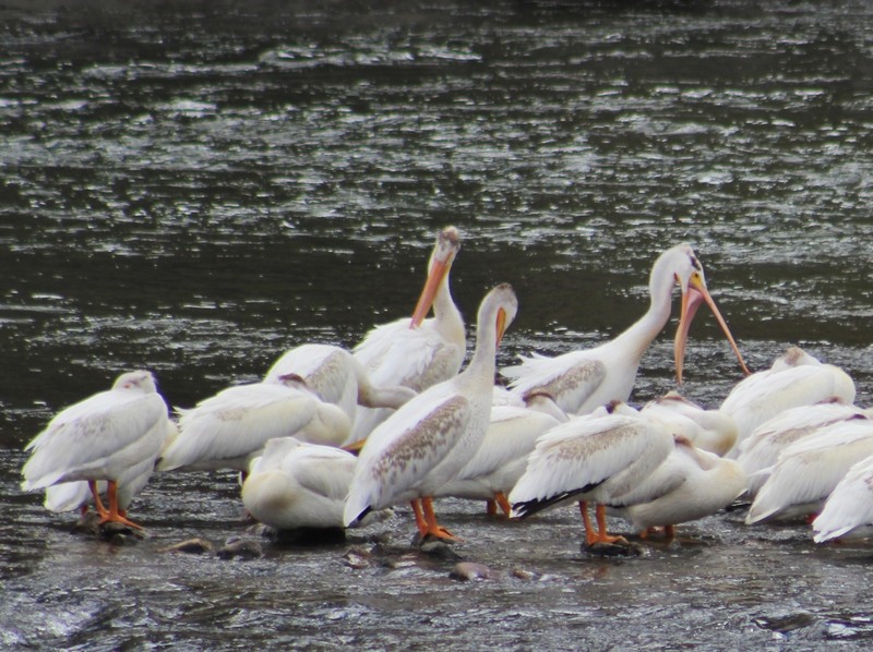 White Pelicans digesting lunch