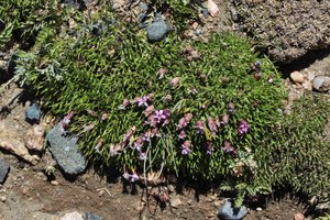 a mossy looking plant with flowers