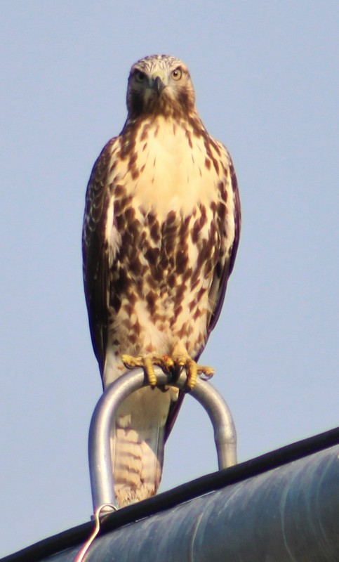 the second hawk