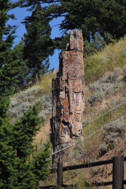 petrified redwood tree in Yellowstone