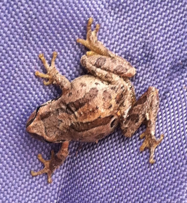 After finding one frog I looked carefully on my other chair and sure enough his cousin was there. Cute feet.