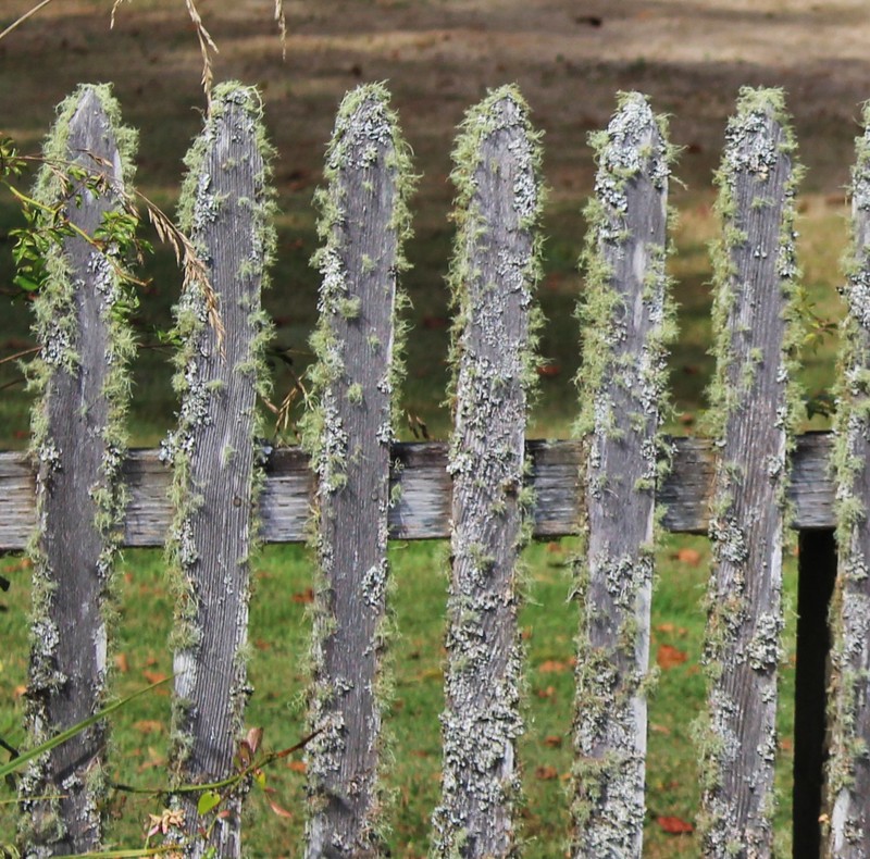 lichen on the fence