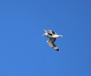 sea gull fly by