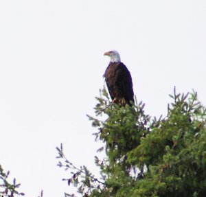 finally saw an eagle