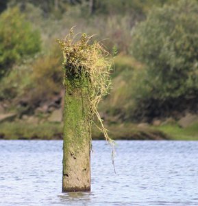 grass on the pilings 