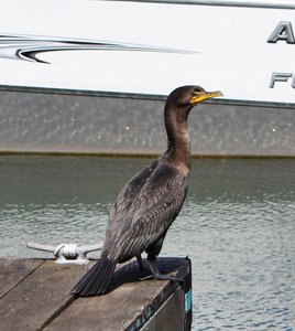 a cormorant 