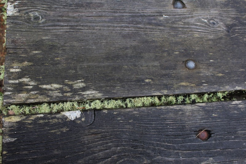 This is lichen that grows between the boards on the picnic table.