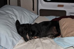 Oscar likes my bed best