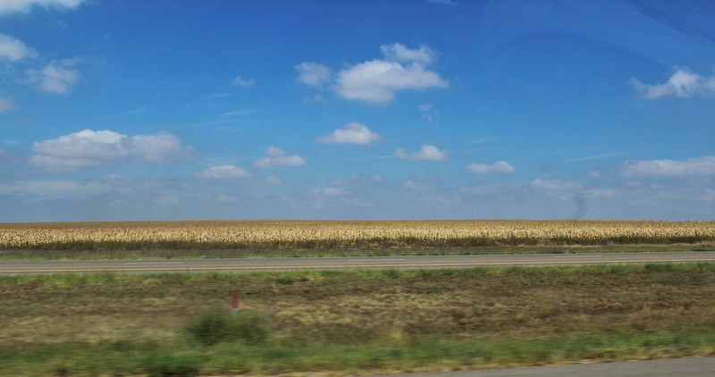 field of dried up corn