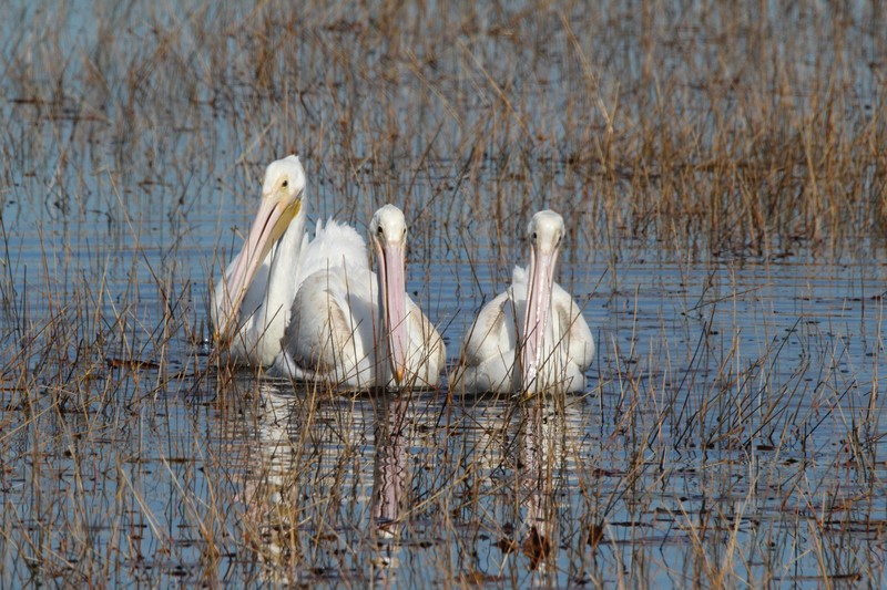 3 white pelicans working together for food 