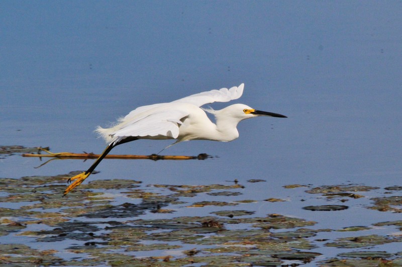 snowy egret, note the yellow feet