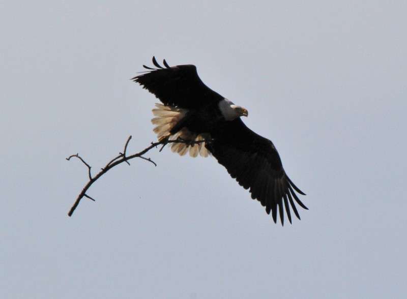 this eagle took off from a tree, grabbed this branch in his feet in mid flight, broke it and brought it back to the nest.
