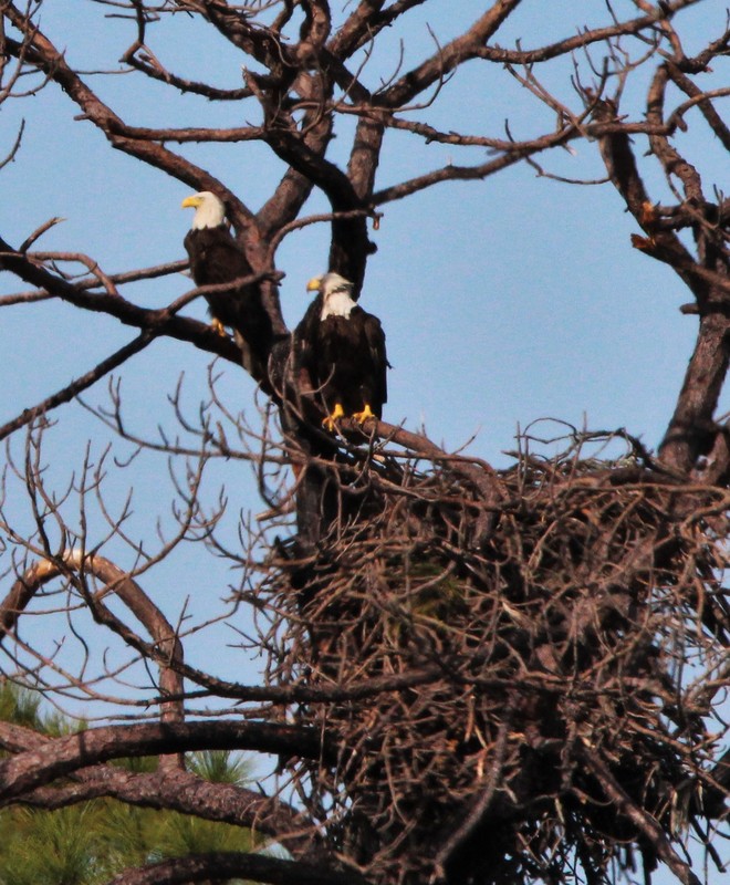 Mr and Mrs Eagle taking a break from nest building