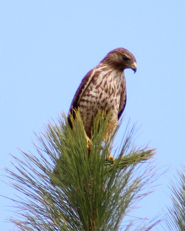 red-shoulder hawk