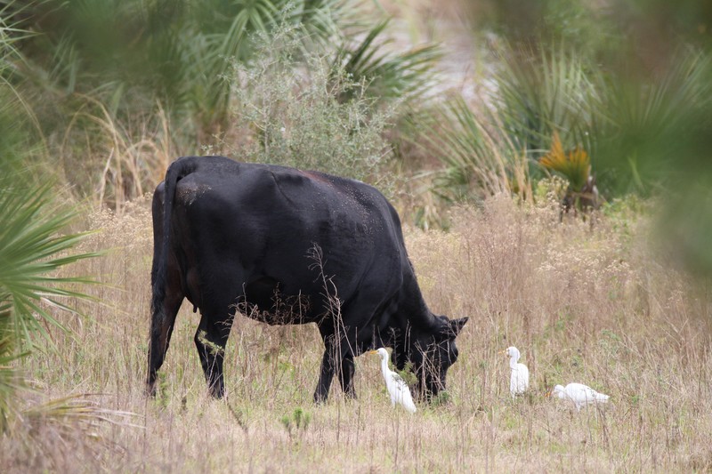 the cows in the back yard with the cattle egrets