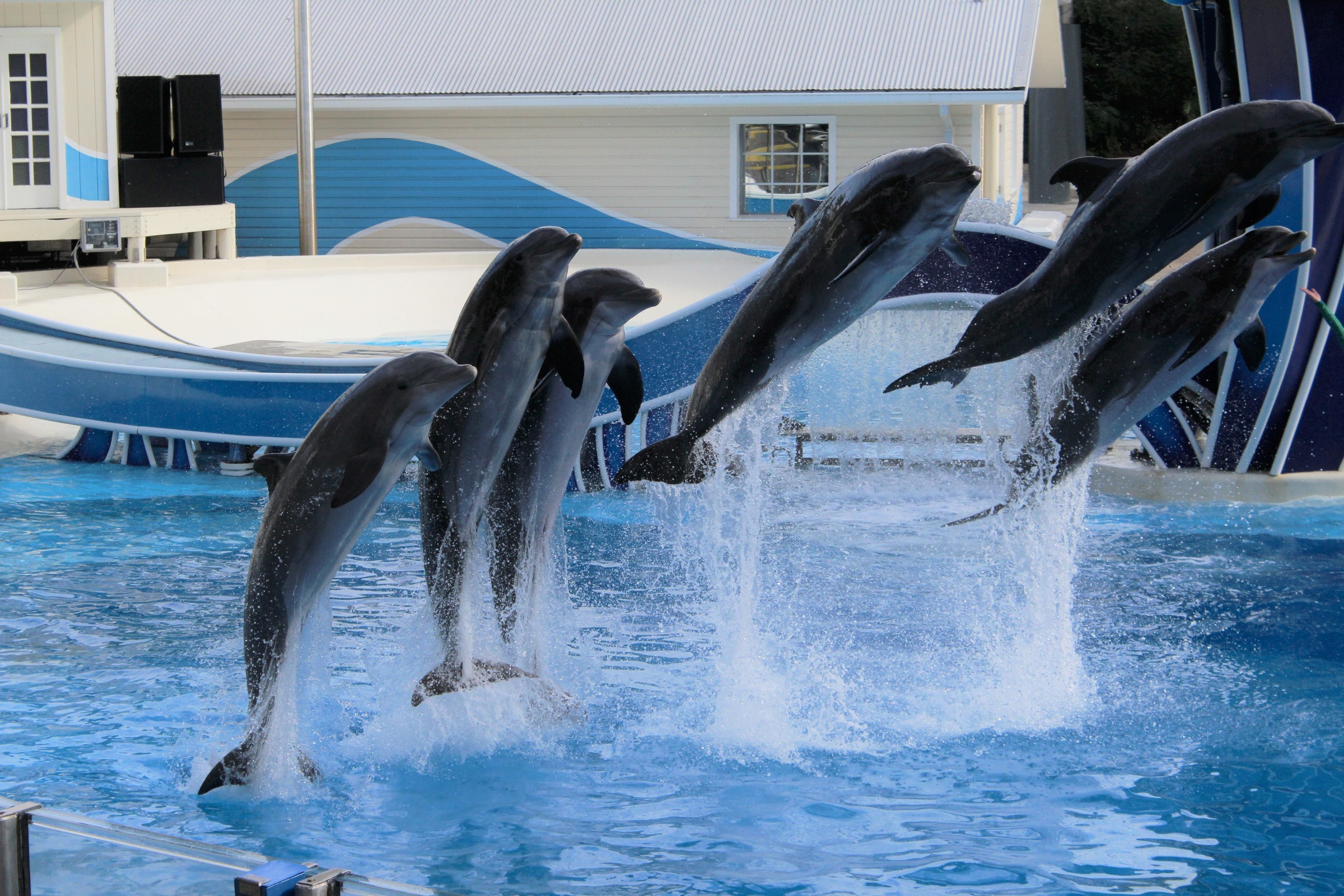 Sea World 6 dolphins jumping | Photo