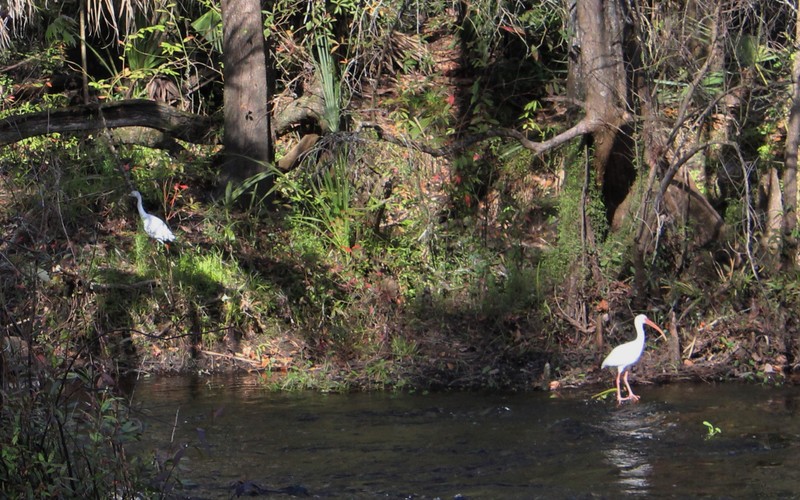 heron and an ibis 