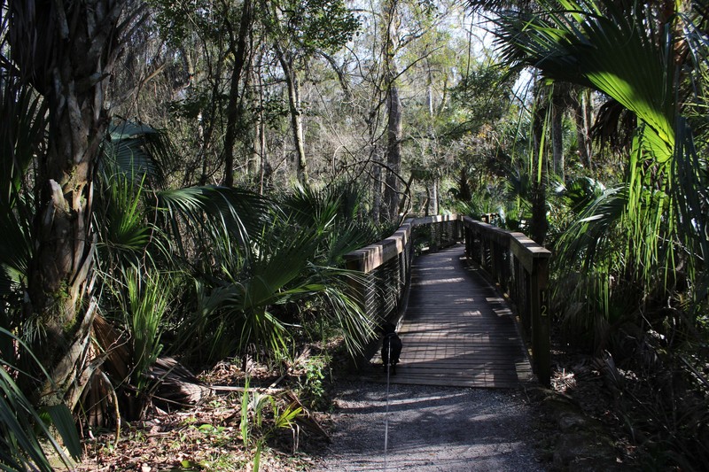 boardwalk over a boggy area