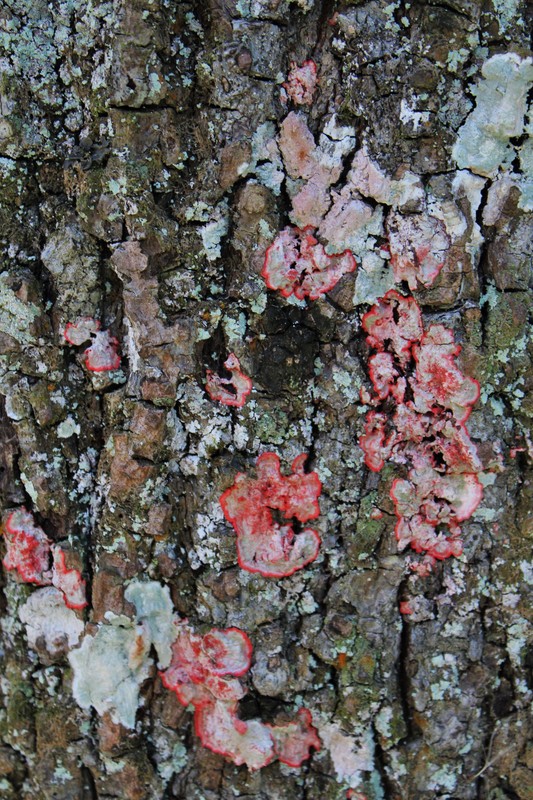red lichen on a tree. I've only seen red here in FL.