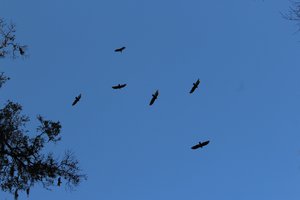 turkey vultures circling before the roost for the night 
