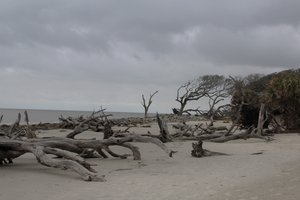 Driftwood Beach 