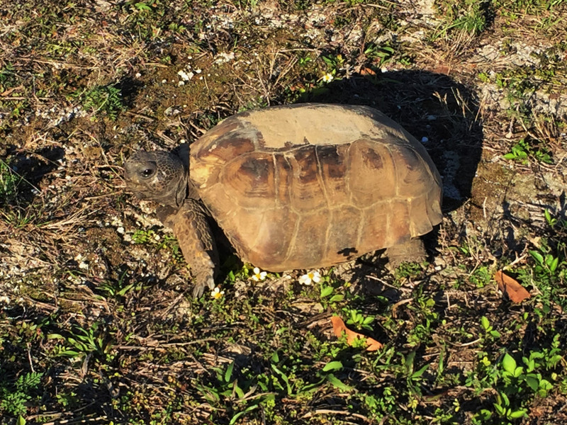 the local tortoise. It is mating season and there are several nests in the campground.