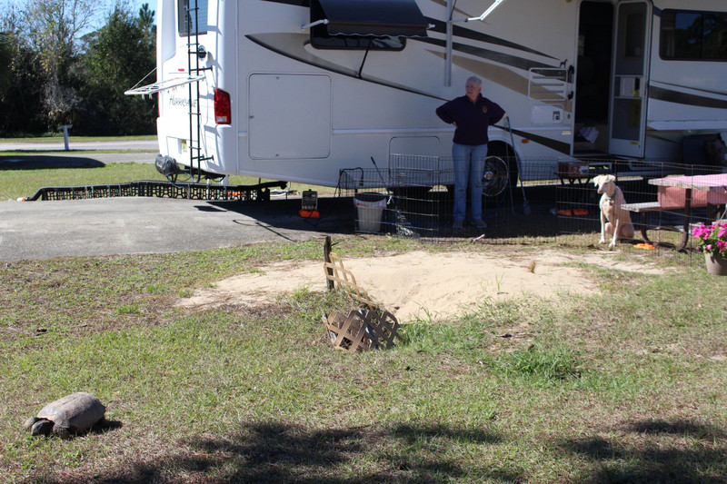 Ginnie's camper close to the tortoise nest