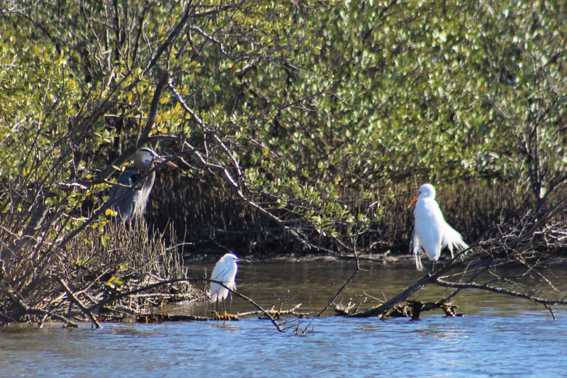 all 3 in this shot   great blue heron, snowy egret,  great white  egret with mating plumage