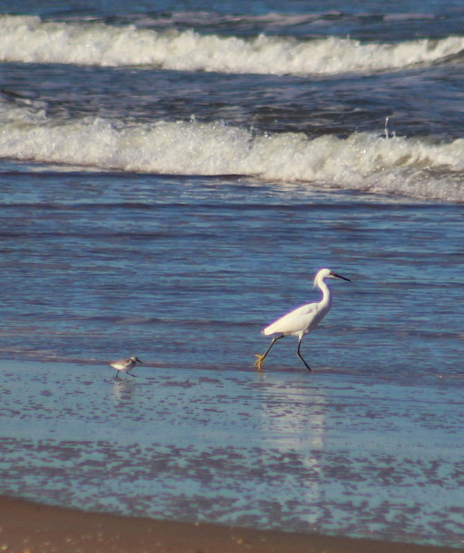 sanderling with a snowy egret, note yellow feet again