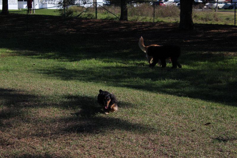Watson running in the huge dog park