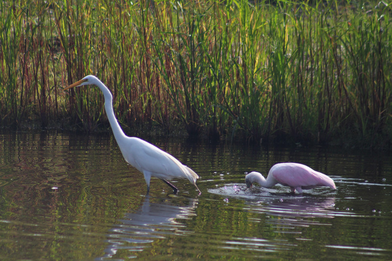white heron and roseate spoonbill feeding together